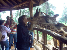 Giraffe, Day 8