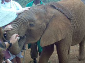 Elephant