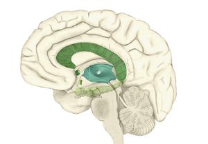 Epigenetic Editing Repairs Connections in a Developing Brain Model