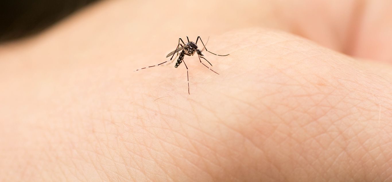 Mosquito bites and West Nile virus